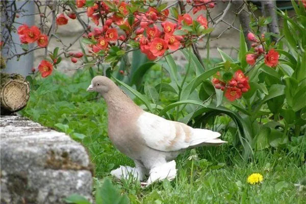 Порода голубей Туркменские агараны