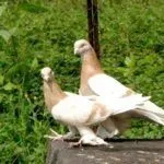 Туркменские голуби