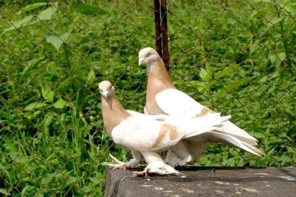 Туркменские голуби