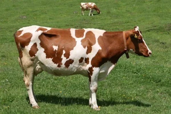 Айрширские коровы