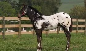 Тракененская порода лошадей: описание характеристик, фото, уход и содержание,отзывы