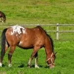 Лошадь пасётся