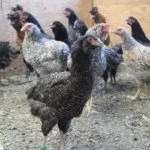 Порода кур Араукана