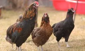 Порода Араукана