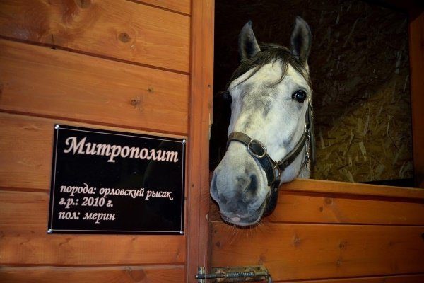Клички для лошадей: красивые русские, арабские и английские имена для  жеребца