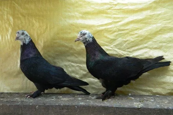 Бакинские голуби 