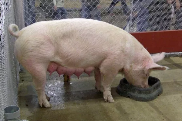 Кормление свиньи после опороса