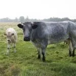 Belgian blue cow
