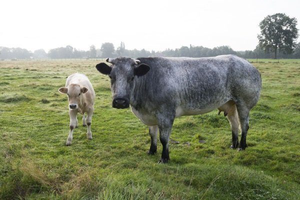 Belgian blue cow