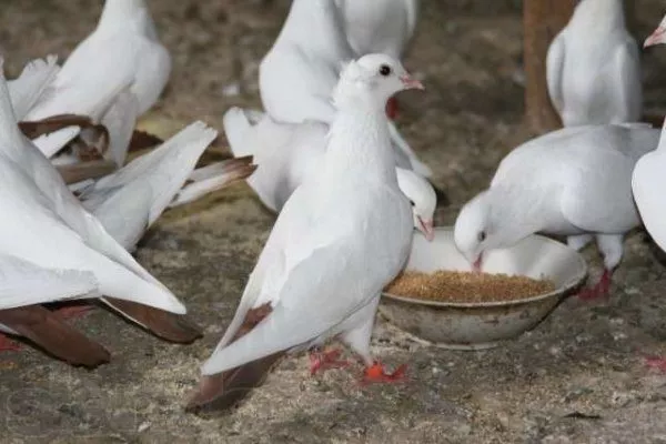 Кормление бакинских голубей 