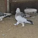 Кормление голубей