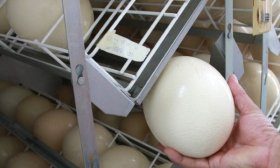 Страусиное яйцо в инкубаторе