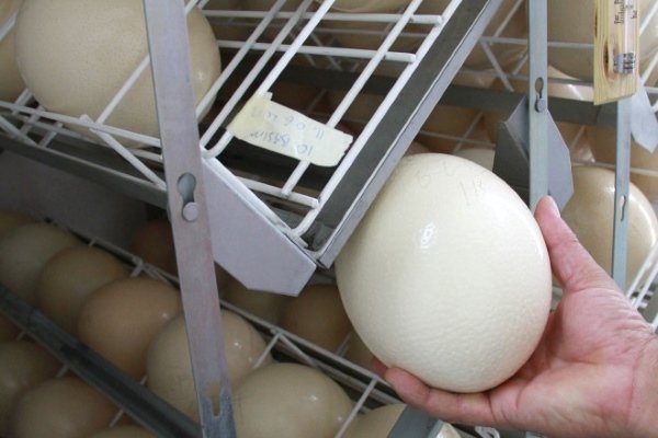Страусиное яйцо в инкубаторе