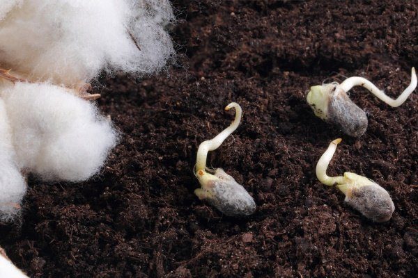 cotton seeds have sprouted and are on the ground they are going to plant