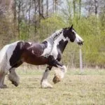 Цыганская лошадь