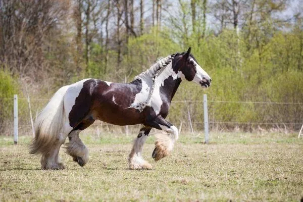Цыганская лошадь 