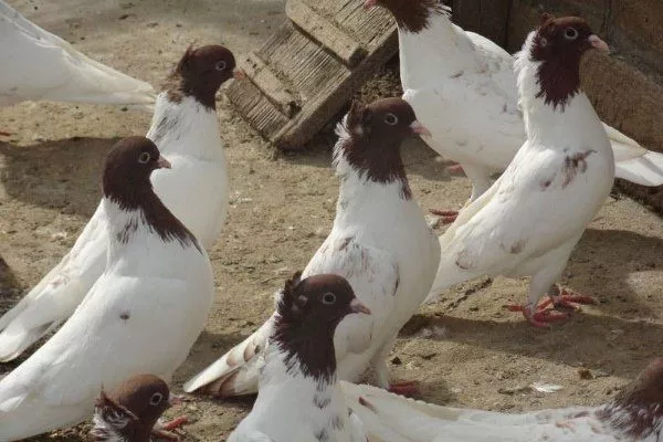 Иранские голуби 