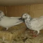 Голуб и голубка