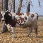 Айрширская порода коров