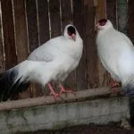 Брачный период