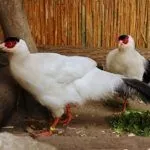 Фазаны едят