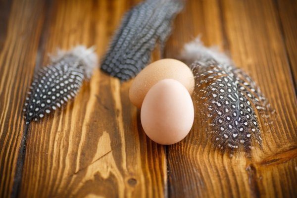 Яйца цесарок 