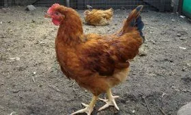 Куры Фокси Чик