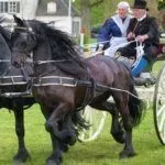 Лошади в упряжке