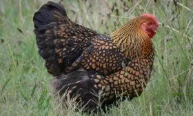 Порода Виандот