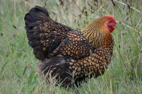 Куры Виандот: описание породы, уход, содержание цыплят, отзывы