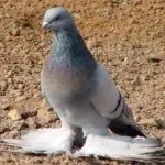 Туркменские агараны