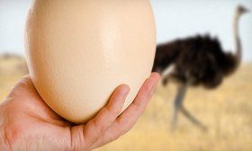 Яйца страусов