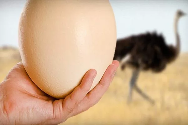 Яйца страусов