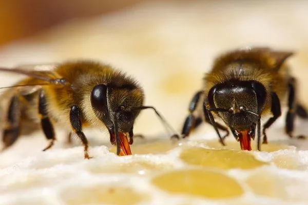 Выработка мёда пчелой