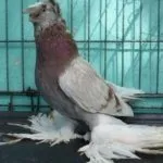 Двухчубые голуби