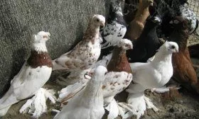 Узбекские голуби