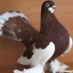 Волжские ленточные голуби