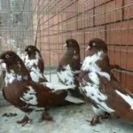 Николаевские высоколетные голуби