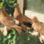 Содержание голубей