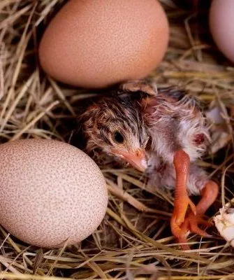 Инкубация яиц цесарки