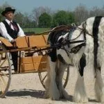 Лошадь тянет тачку