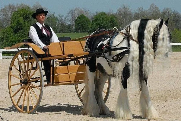 Тинкер (цыганская упряжная лошадь, ирландский коб): описание породы с фото,условия содержания