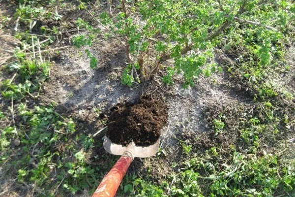 Уход за крыжовником осенью: обработка почвы, обрезка, подкормка и ошибкисадоводов