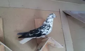 Молодняк Николаевской породы