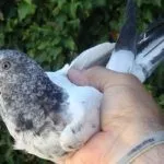 Голубь готовится к полёту