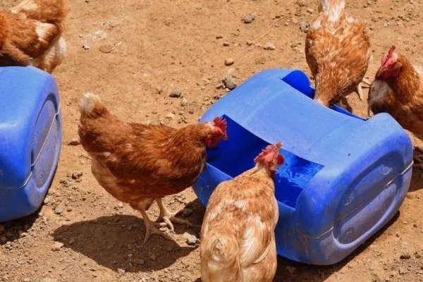 Как сделать поилку для цыплят своими руками из пластиковой бутылки. Автопоилка для домашней птицы.