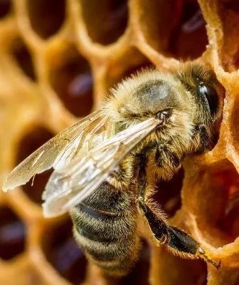 Пчела и сота
