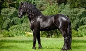 Лошадь Фризской породы