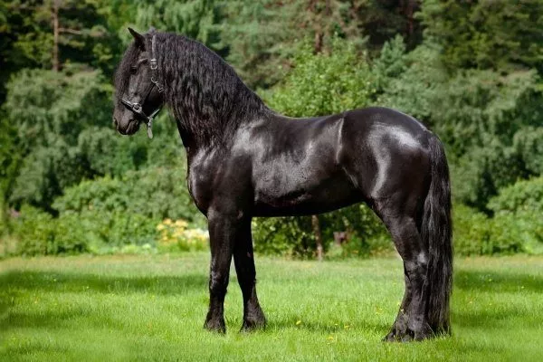 Лошадь Фризской породы