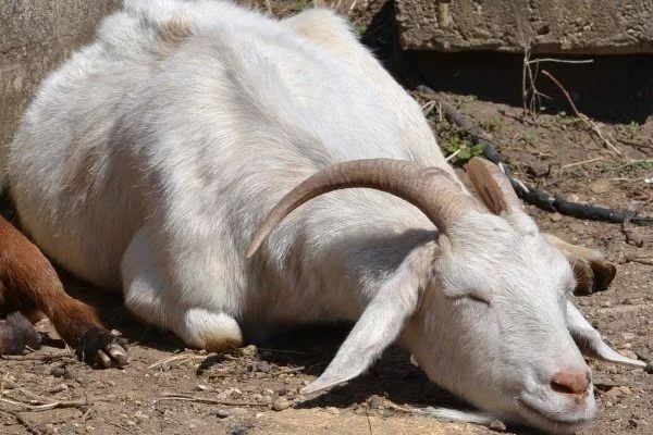 Вялость у козы